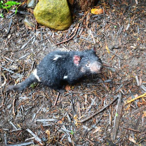 Liezy Down Under: Discovering Tasmania (1/12/2011 – 19/12/2011)